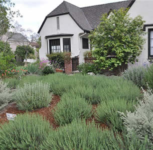 Front Yards